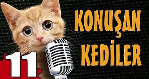 EN KOMİK KONUŞAN KEDİLER